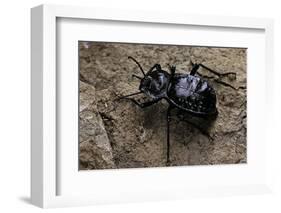 Akis Bacarozzo (Darkling Beetle)-Paul Starosta-Framed Photographic Print