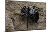 Akis Bacarozzo (Darkling Beetle)-Paul Starosta-Mounted Photographic Print