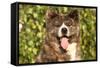 Akita Inu Dog Portrait-Lilun-Framed Stretched Canvas