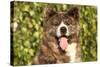 Akita Inu Dog Portrait-Lilun-Stretched Canvas