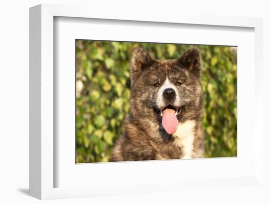 Akita Inu Dog Portrait-Lilun-Framed Photographic Print