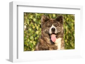 Akita Inu Dog Portrait-Lilun-Framed Photographic Print