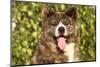 Akita Inu Dog Portrait-Lilun-Mounted Photographic Print
