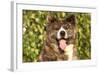 Akita Inu Dog Portrait-Lilun-Framed Photographic Print