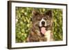 Akita Inu Dog Portrait-Lilun-Framed Photographic Print