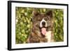 Akita Inu Dog Portrait-Lilun-Framed Photographic Print