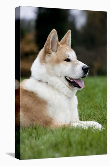 Akita Inu Dog-null-Stretched Canvas