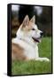 Akita Inu Dog-null-Framed Stretched Canvas