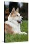 Akita Inu Dog-null-Stretched Canvas