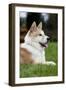 Akita Inu Dog-null-Framed Photographic Print