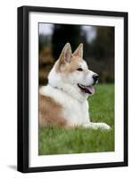 Akita Inu Dog-null-Framed Photographic Print