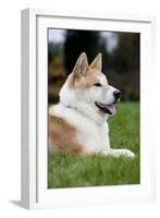 Akita Inu Dog-null-Framed Photographic Print