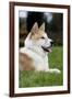 Akita Inu Dog-null-Framed Photographic Print