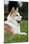 Akita Inu Dog-null-Mounted Photographic Print