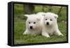 Akita Inu Puppies in Garden-null-Framed Stretched Canvas