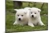 Akita Inu Puppies in Garden-null-Mounted Photographic Print