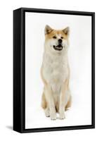 Akita Inu-null-Framed Stretched Canvas