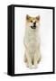 Akita Inu-null-Framed Stretched Canvas