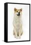 Akita Inu-null-Framed Stretched Canvas