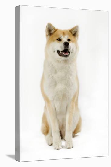Akita Inu-null-Stretched Canvas