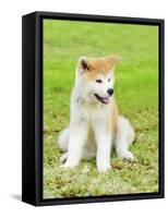 Akita Inu-f8grapher-Framed Stretched Canvas