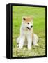 Akita Inu-f8grapher-Framed Stretched Canvas