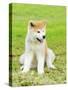 Akita Inu-f8grapher-Stretched Canvas