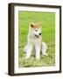 Akita Inu-f8grapher-Framed Photographic Print