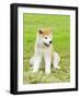 Akita Inu-f8grapher-Framed Photographic Print