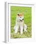 Akita Inu-f8grapher-Framed Photographic Print