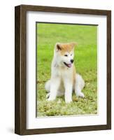 Akita Inu-f8grapher-Framed Photographic Print