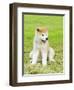 Akita Inu-f8grapher-Framed Photographic Print