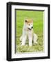 Akita Inu-f8grapher-Framed Photographic Print