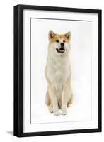 Akita Inu-null-Framed Photographic Print