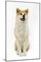 Akita Inu-null-Mounted Photographic Print