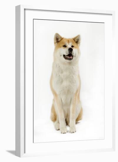 Akita Inu-null-Framed Photographic Print