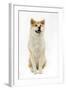 Akita Inu-null-Framed Photographic Print