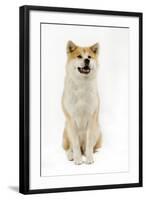 Akita Inu-null-Framed Photographic Print