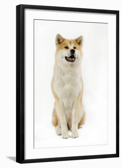 Akita Inu-null-Framed Photographic Print