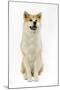 Akita Inu-null-Mounted Photographic Print