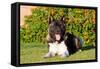 Akita Looking at You-Zandria Muench Beraldo-Framed Stretched Canvas