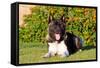 Akita Looking at You-Zandria Muench Beraldo-Framed Stretched Canvas