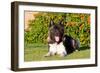 Akita Looking at You-Zandria Muench Beraldo-Framed Photographic Print