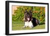 Akita Looking at You-Zandria Muench Beraldo-Framed Photographic Print