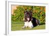 Akita Looking at You-Zandria Muench Beraldo-Framed Photographic Print