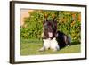 Akita Looking at You-Zandria Muench Beraldo-Framed Photographic Print