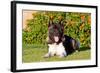 Akita Looking at You-Zandria Muench Beraldo-Framed Photographic Print