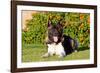 Akita Looking at You-Zandria Muench Beraldo-Framed Photographic Print