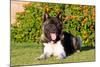 Akita Looking at You-Zandria Muench Beraldo-Mounted Photographic Print