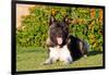 Akita Looking at You-Zandria Muench Beraldo-Framed Photographic Print